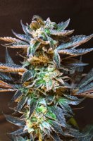 Cookies & Cream Feminised Seeds