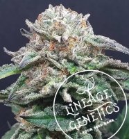 Mango Heaven Regular Seeds