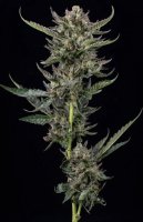 Notorious THC Feminised Seeds (Bild für) Notorious THC Feminised Seeds