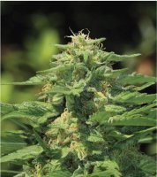 Dream Queen Feminised Seeds (Bild für) Dream Queen Feminised Seeds