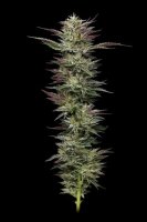 Nutter Budder Feminised Seeds (Bild für) Nutter Budder Feminised Seeds