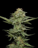 Pistachio Feminised Seeds (Bild für) Pistachio Feminised Seeds