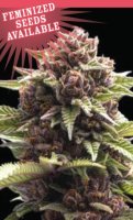 Squirt Feminised Seeds (Bild für) Squirt Feminised Seeds