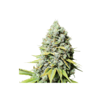 Kosher Haze Feminised Seeds