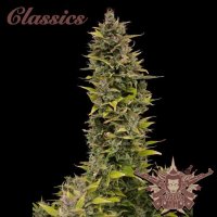 Buddha Classics AK Feminised Seeds