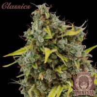 Buddha Classics Amnesia Feminised Seeds