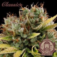 Buddha Classics Critical Feminised Seeds