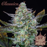 Buddha Classics Diesel Auto Feminised