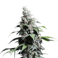Pineapple Poison Feminised Seeds