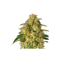TNT Trichome Feminised Seeds