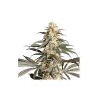Black Lebanon Feminised Seeds