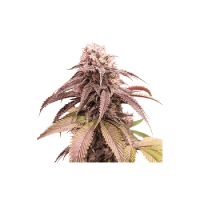 Strawberry Cookies Fast Feminised Seeds