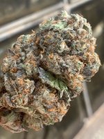 AK-47 Platinum Regular Seeds
