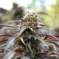 White Runtz Fast Feminised Seeds