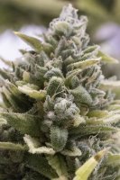 OG Kush Auto Feminised Seeds