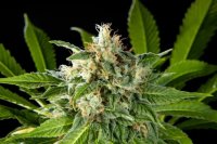 Da Critical Feminised Seeds