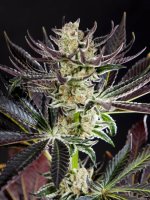 Purple Punch X Do-Si-Dos Feminised