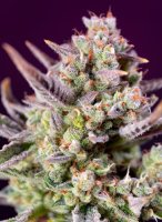 Sweet Zenzation XL Auto Feminised Seeds