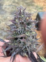 Cotton GMO Auto Feminised Seeds