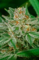 Banana Breath Feminised Seeds