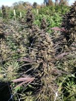 Mendo Candy Fast Feminised Seeds