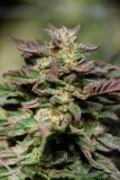 (Bild für) Dosidos Fast Feminised Seeds