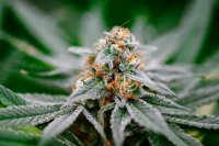 BK OG Fast Feminised Seeds
