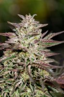 (Bild für) Ice Cream Cake Fast Feminised Seeds