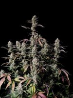 Gorilla Zkittlez Auto Feminised Seeds