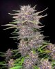 Banana Purple Punch Auto Feminised Seeds