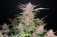 Gorilla Punch Auto Feminised Seeds
