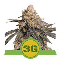 (Bild für) Triple G Auto Feminised Seeds