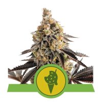 Cookies Gelato Auto Feminised Seeds