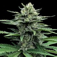 Strawberry Banana Auto Feminised Seeds