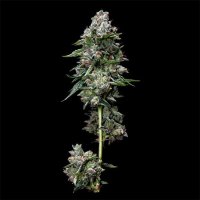 Kosher Kush Regular Seeds