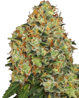 Sweet Tangerine Tango Auto Feminised Seeds