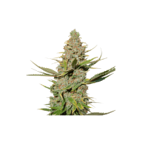 Karel'S Cookies Regular Seeds