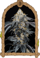 Quicklato Sherbet Feminised Seeds