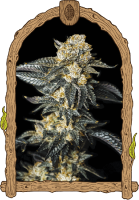 Zkittaberry Auto Feminised Seeds