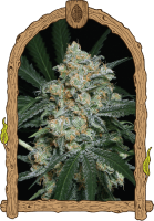 Zkittalicious Auto Feminised Seeds