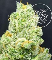 Champagne Orange Regular Seeds
