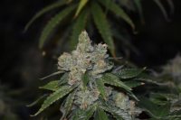 Gorilla Glue Auto Feminised Seeds