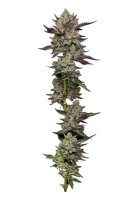 Poddy Mouth Feminised Seeds (Bild für) Poddy Mouth Feminised Seeds