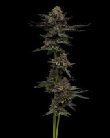 Vanilla Créme Pie Feminised Seeds (Bild für) Vanilla Créme Pie Feminised Seeds
