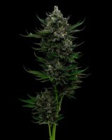 All Gas OG Auto Feminised Seeds (Bild für) All Gas OG Auto Feminised Seeds