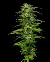 Dream Queen Auto Feminised Seeds (Bild für) Dream Queen Auto Feminised Seeds