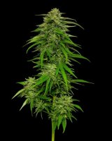 Mango Sherbert Auto Feminised Seeds (Bild für) Mango Sherbert Auto Feminised Seeds