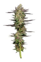 Mint Jelly Auto Feminised Seeds (Bild für) Mint Jelly Auto Feminised Seeds