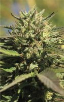 OG Kush Auto Feminised Seeds (Bild für) OG Kush Auto Feminised Seeds