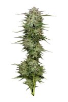 Pound Town Auto Feminised Seeds (Bild für) Pound Town Auto Feminised Seeds